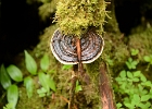 Alaska2012 (5)  Fungus, Alaska
